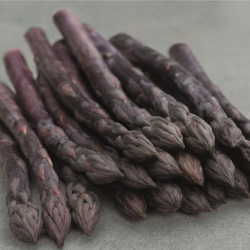 Szparag Erasmus f1 500 nasion prec. st